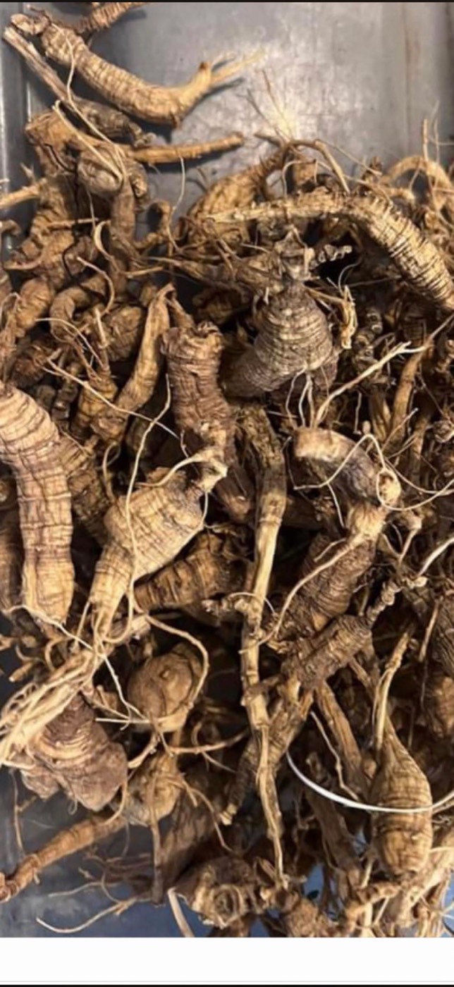 Bundle of properly dried wild ginseng roots