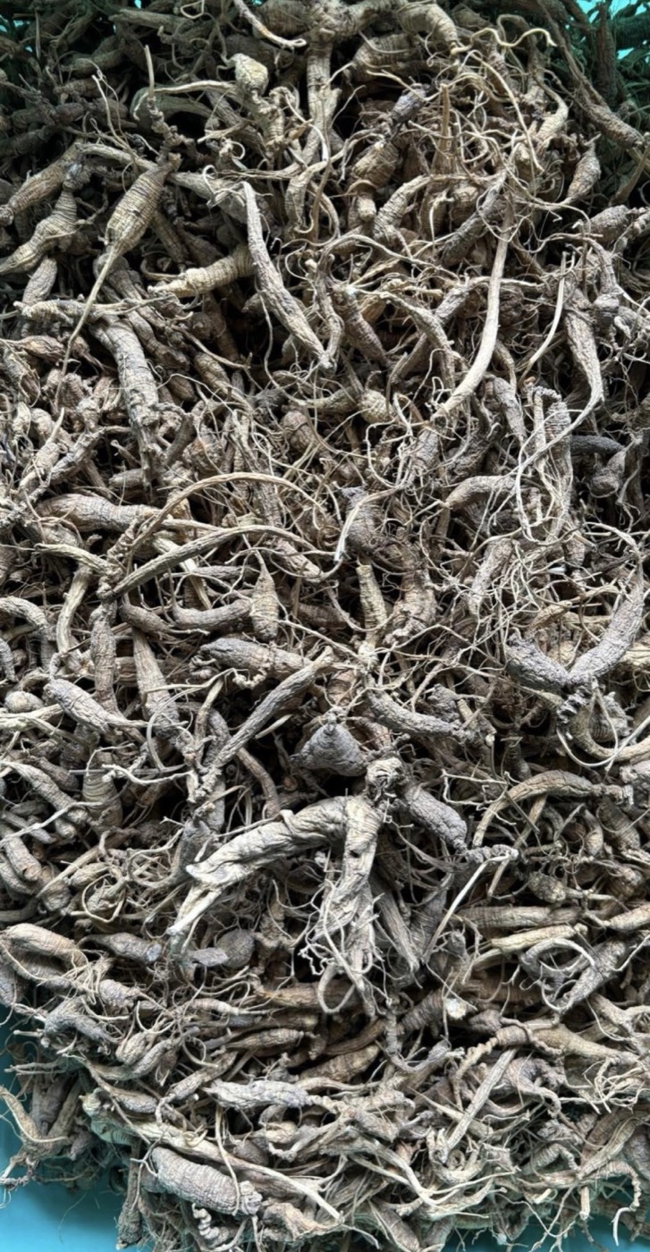 Bundle of dried wild ginseng root