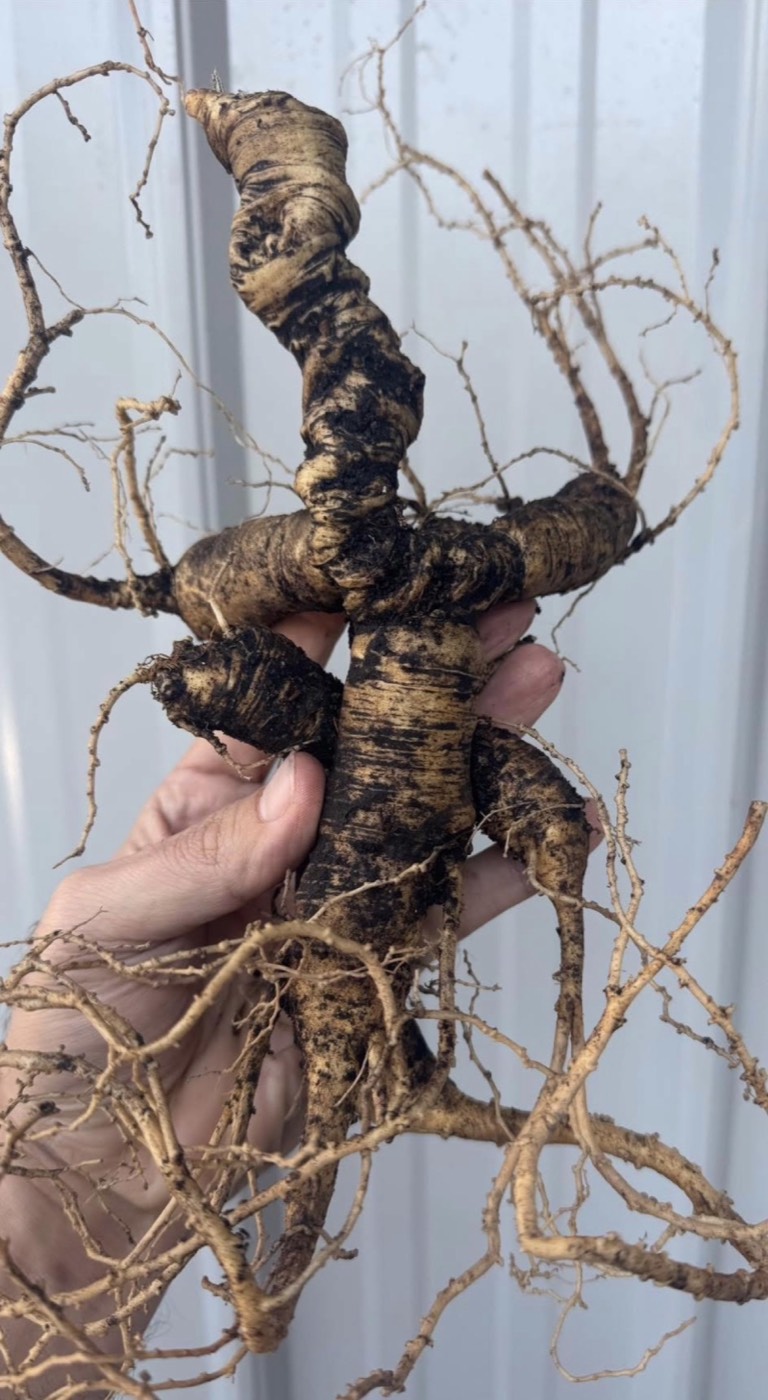 Freshly dug wild ginseng root held in hand