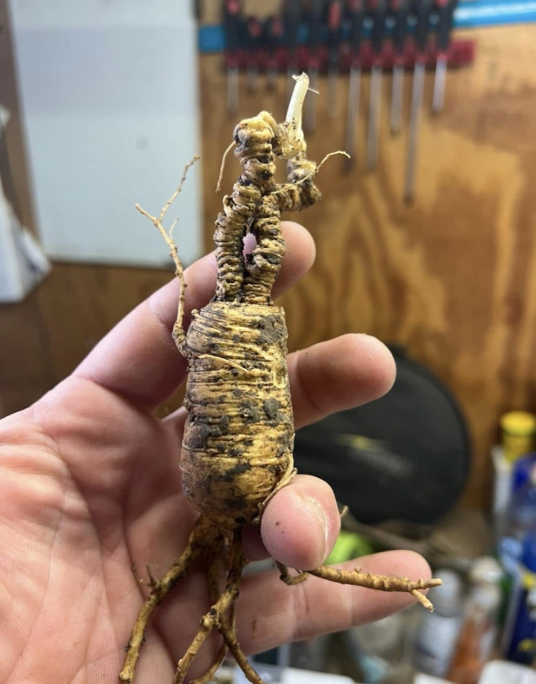 Small wild ginseng root held in hand