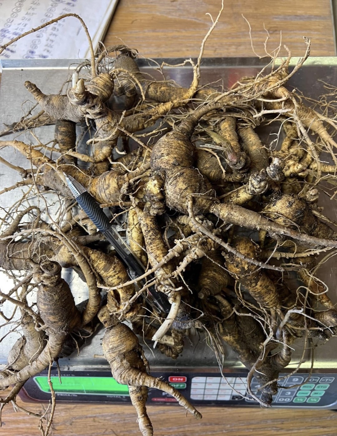 Wild ginseng being weighed on a scale at Natures Bend
